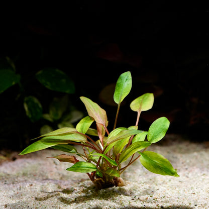 Cryptocoryne wendtii florida sunset aquarium plant with green, orange and red leaves