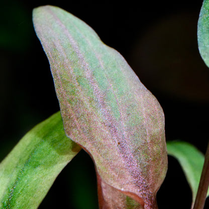 Macro shot of cryptocoryne wendtii florida sunset aquarium plant with green leaf with pinkish-brown spots on a dark background