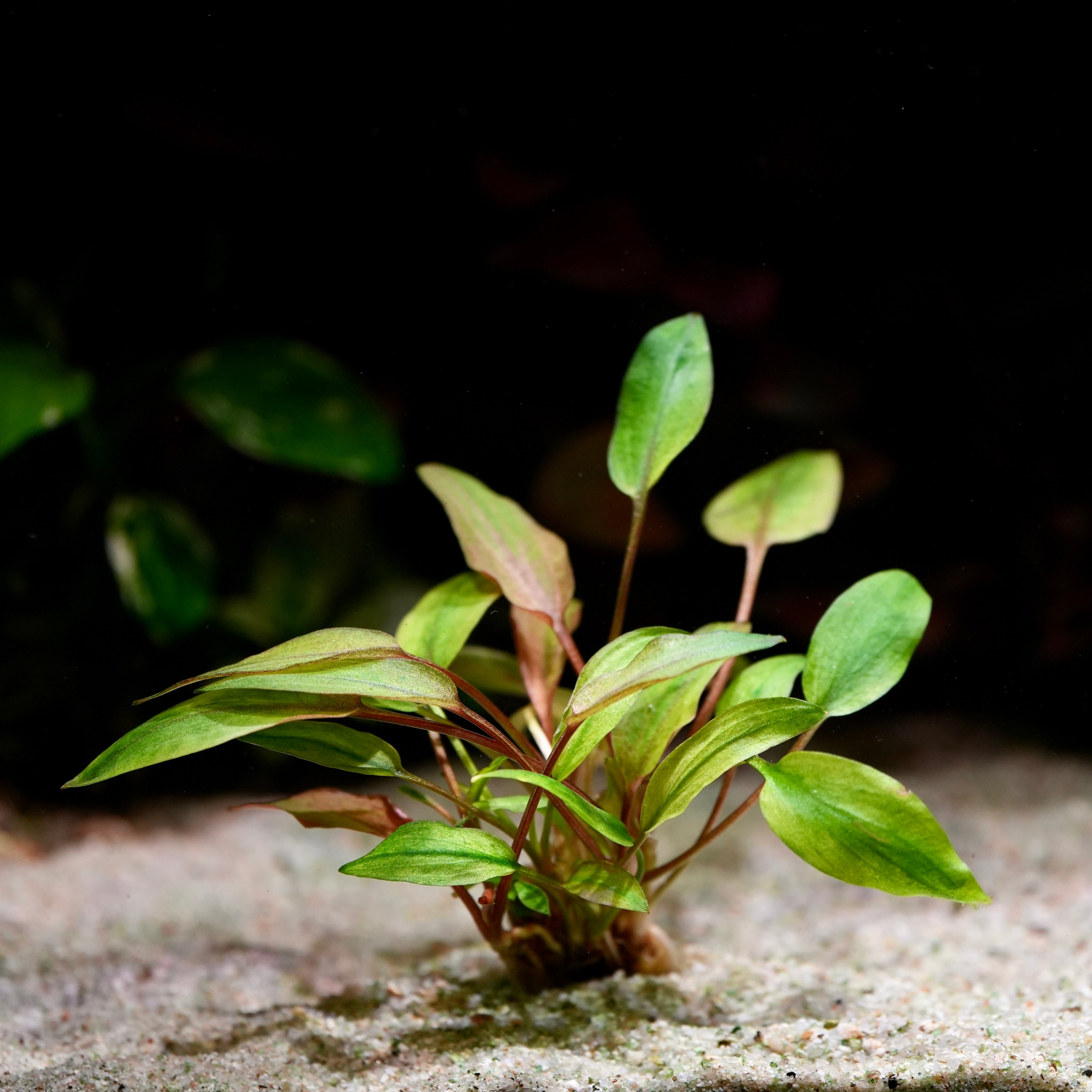 Green and orange cryptocoryne wendtii florida sunset aquarium plant in sand