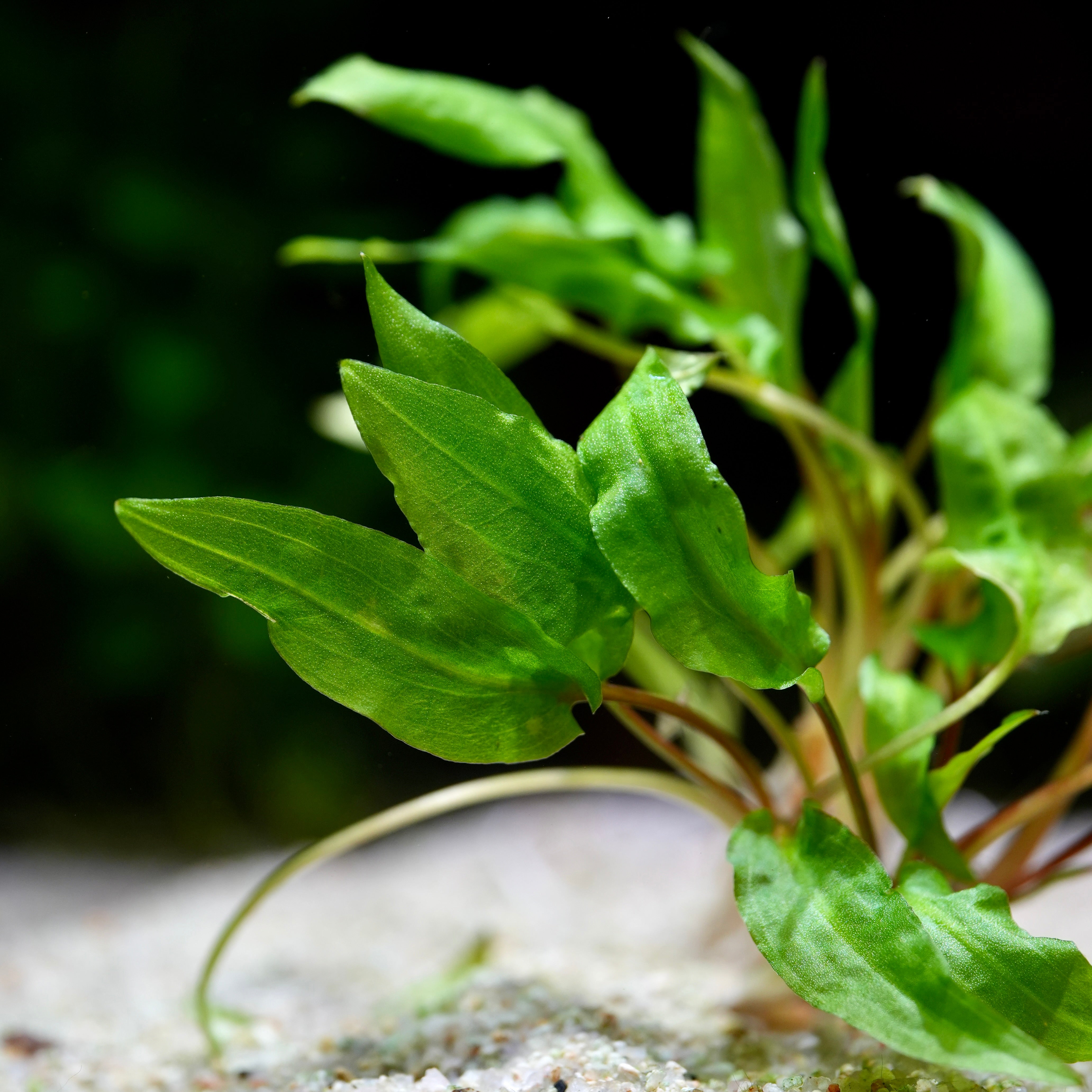 Close-up of a green cryptocoryne wendtii green aquatic plant with a blurred background