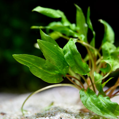 Close-up of a green cryptocoryne wendtii green aquatic plant with a blurred background