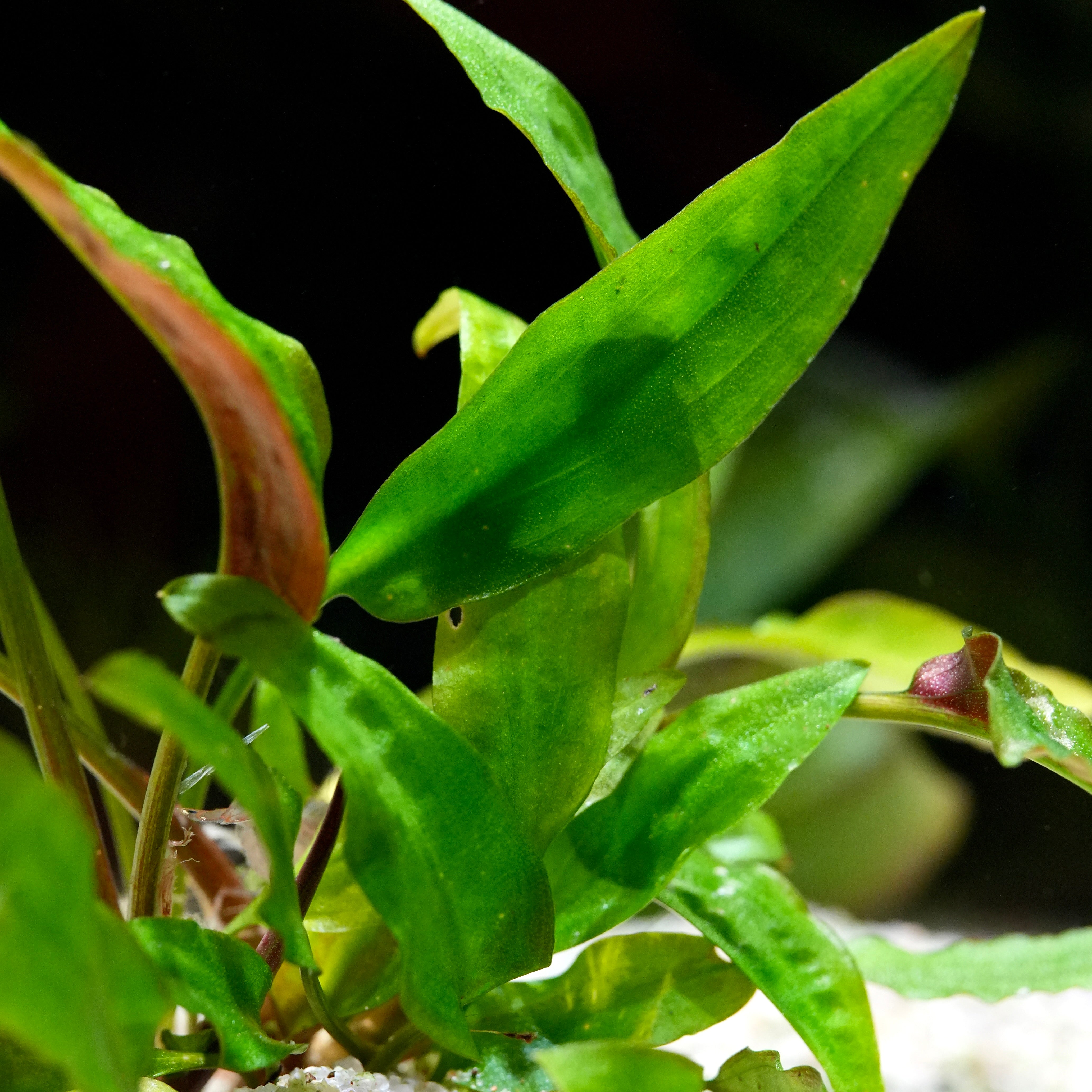 Macro shot of green cryptocoryne wendtii green aquatic plant with a dark background