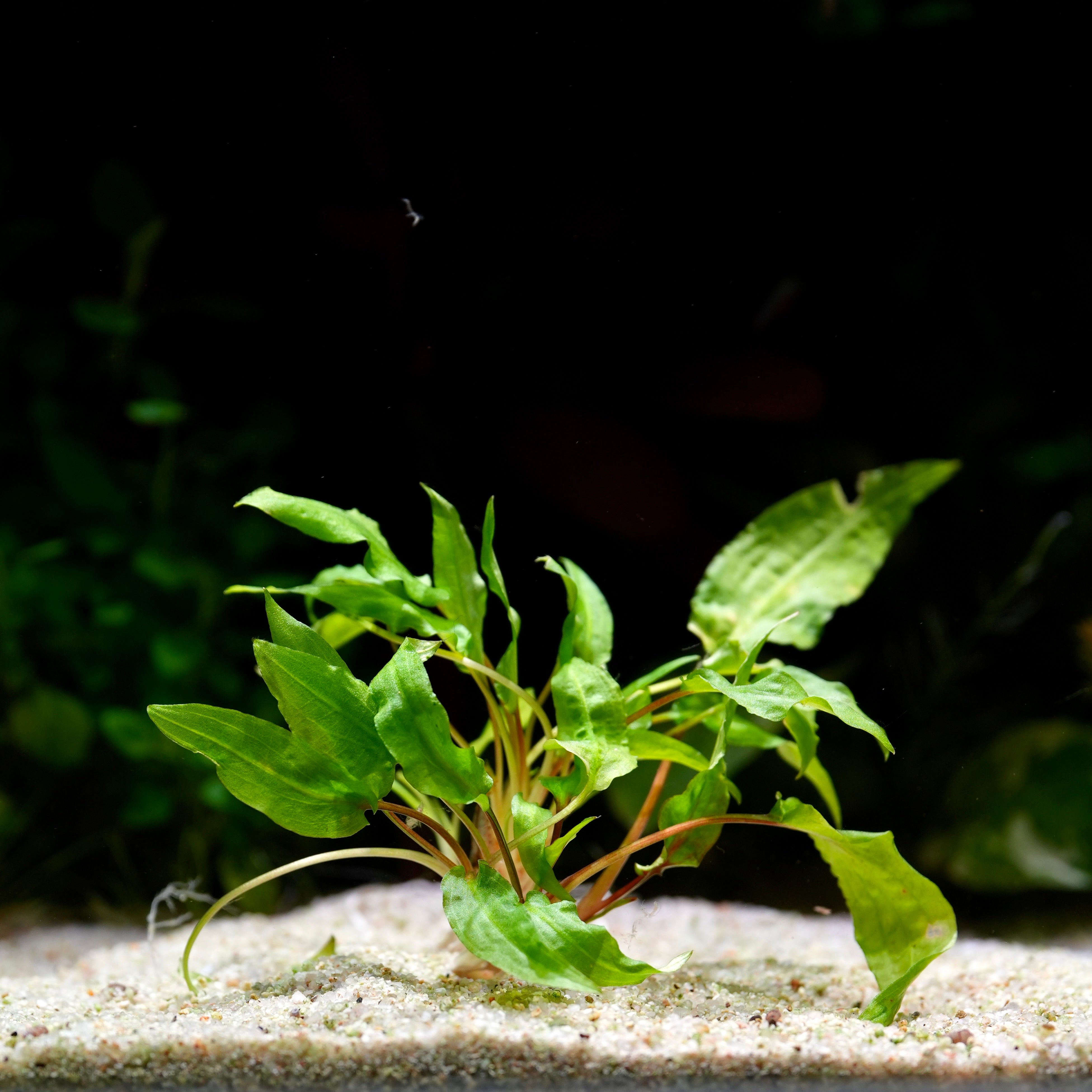 Green cryptocoryne wendtii green aquatic plant on a sandy substrate