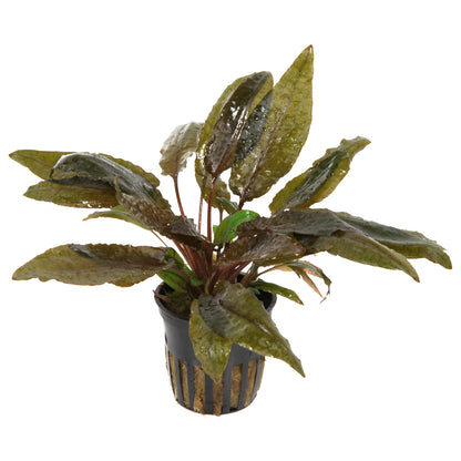 Potted cryptocoryne wendtii tropica aquarium plant with green leaves on a white background