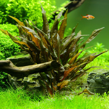 Green and brown cryptocoryne wendtii tropica aquarium plant 