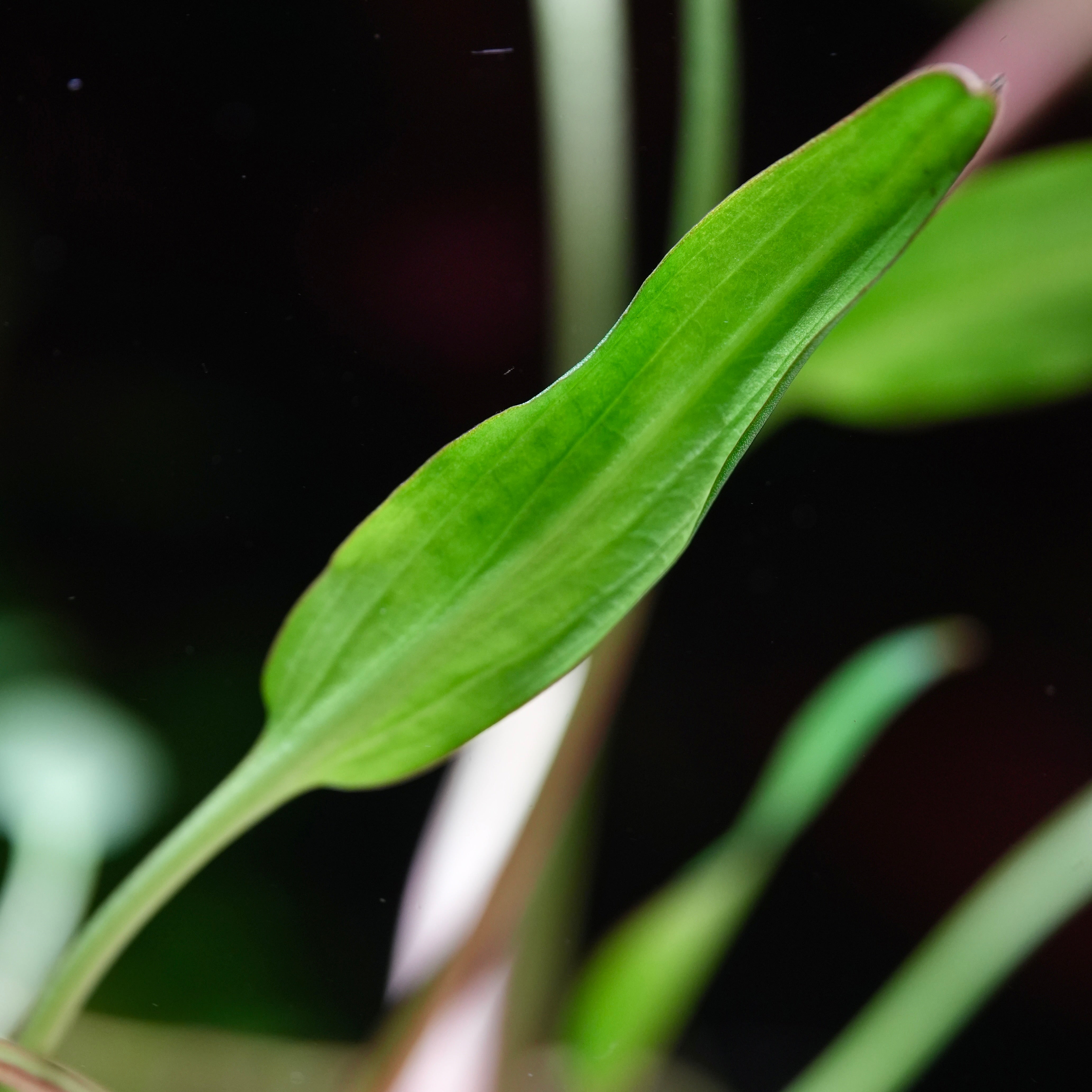 Macro shot of cryptocoryne willisii aquarium plant leaf