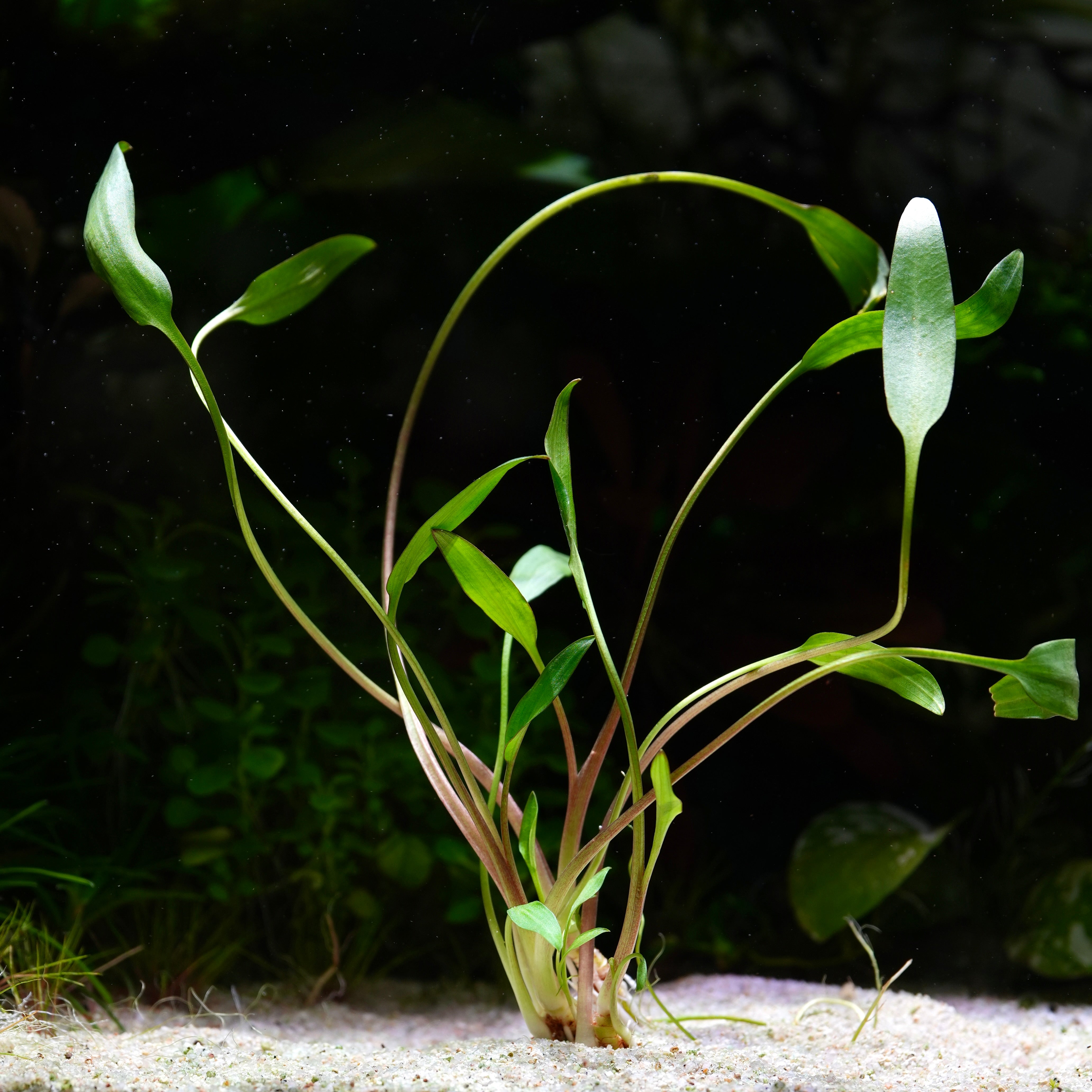 Aquatic cryptocoryne willisii plant with long green leaves on a dark background
