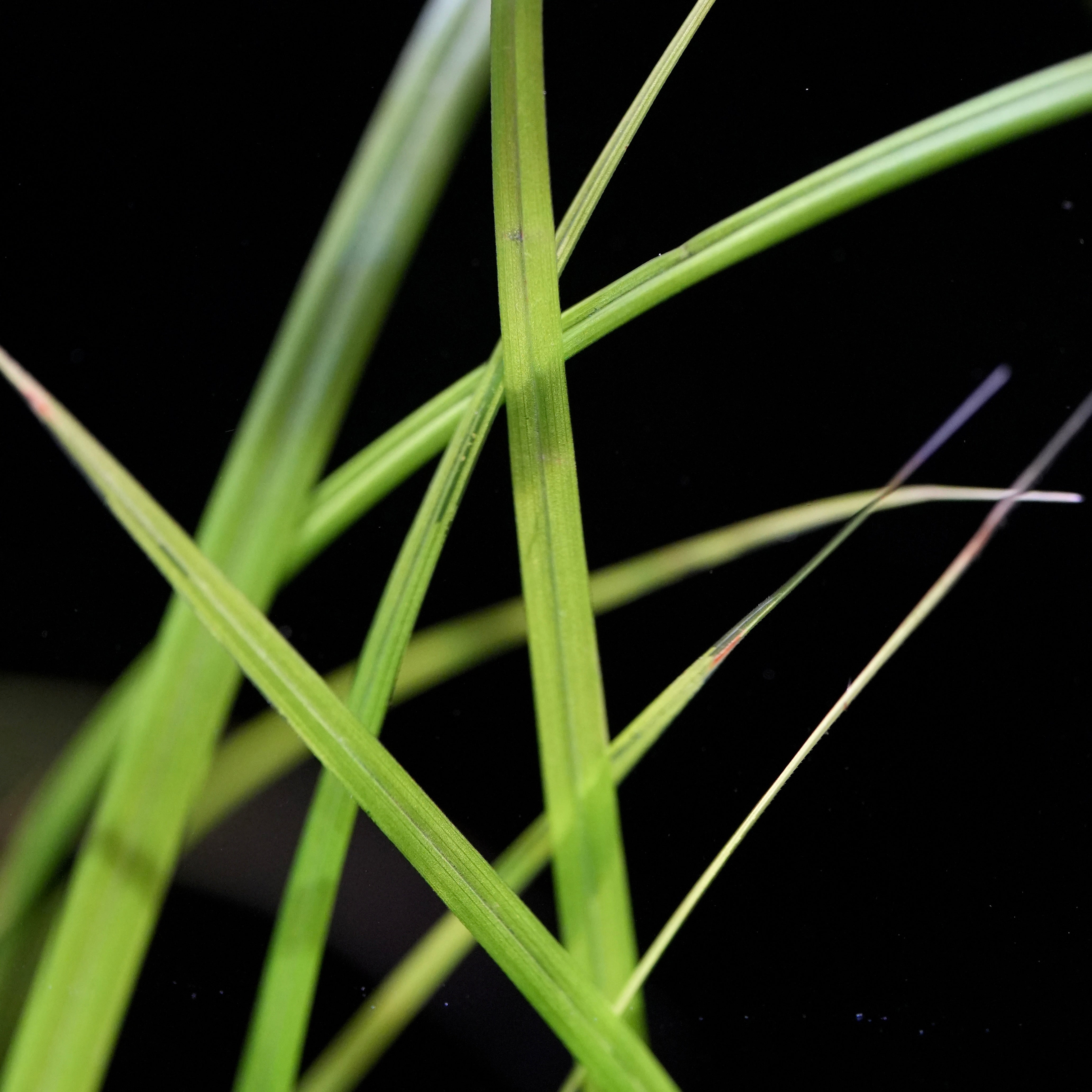 Close-up of green cyperus helferi aquatic plant leaves against a black background