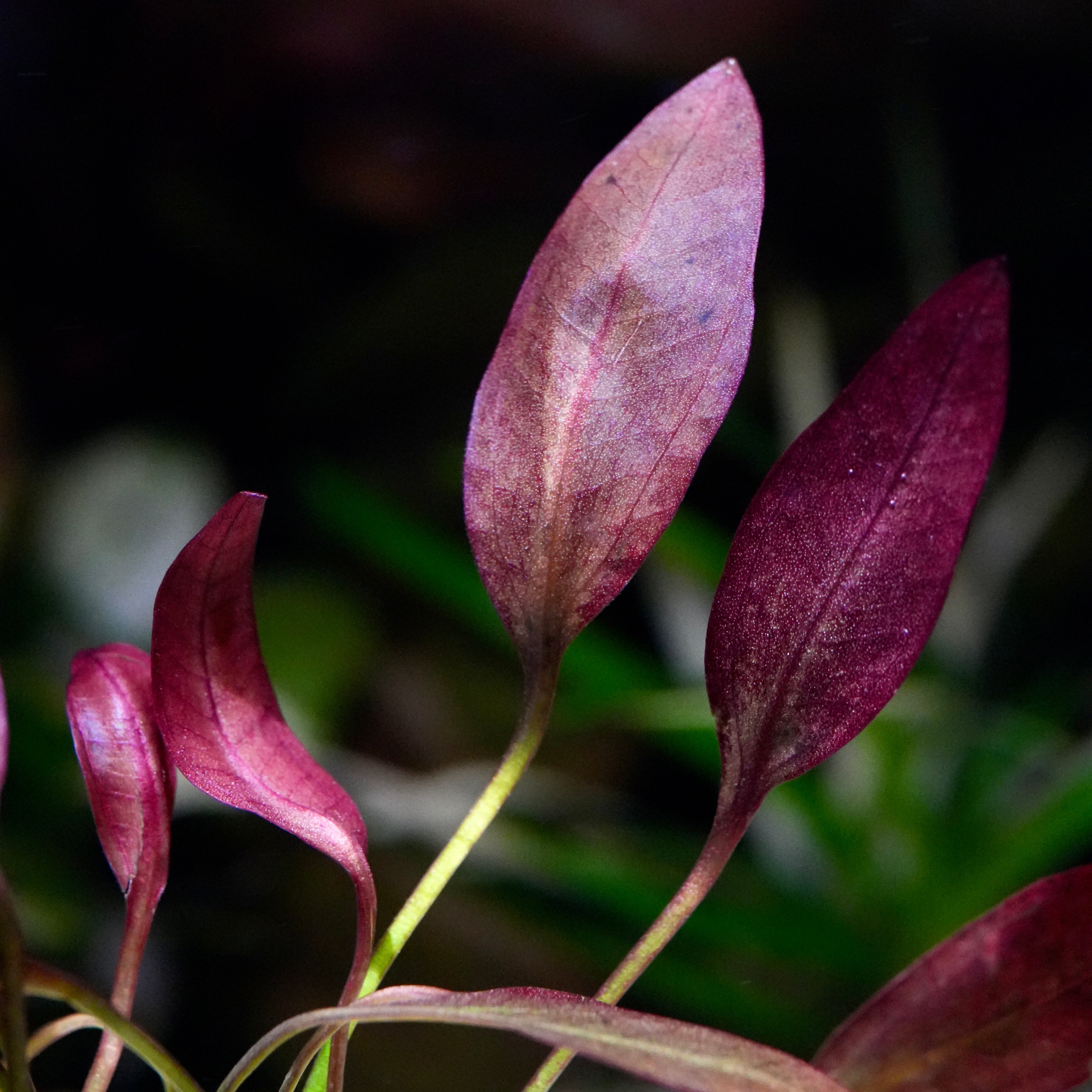 Macro shot of purple echinodorus aflame amazon sword aquarium plant leaf