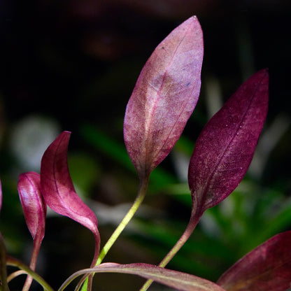 Macro shot of purple echinodorus aflame amazon sword aquarium plant leaf