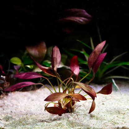 Purple echinodorus aflame amazon sword aquarium plant in sand