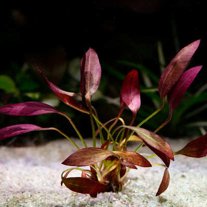 Aquatic plant with purple leaves echinodorus aflame amazon sword 
