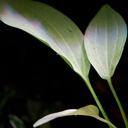 Green leaves of echinodorus americanus amazon sword aquarium plant
