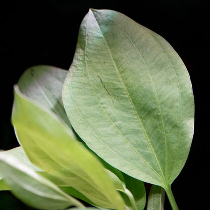 Close-up of large leaf from echinodorus americanus amazon sword aquarium plant
