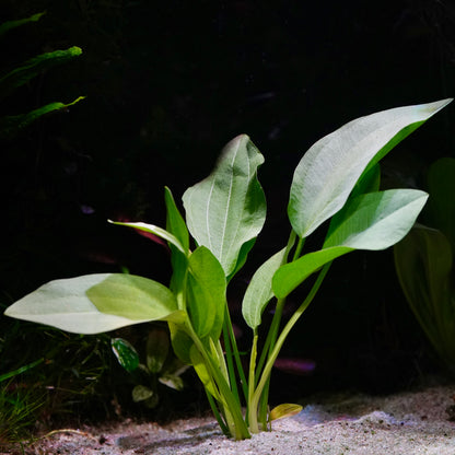 Large green echinodorus argentinensis amazon sword aquarium plant in sand
