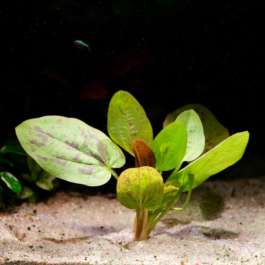 Green large leafy echinodorus chocolate marble amazon sword aquatic plant 