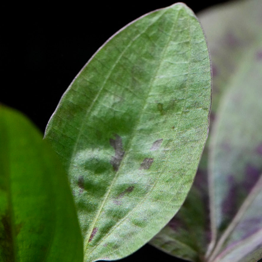 Leaves of echinodorus chocolate marble amazon sword aquatic plant 