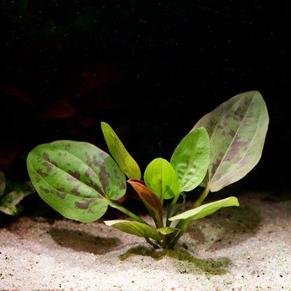 Large green leafed with purple markings echinodorus chocolate marble amazon sword aquatic plant 