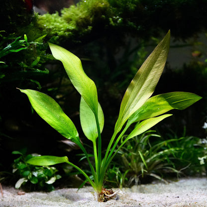 Green echinodorus grisebachii amazon sword aquatic plant in an aquarium setting with a dark background