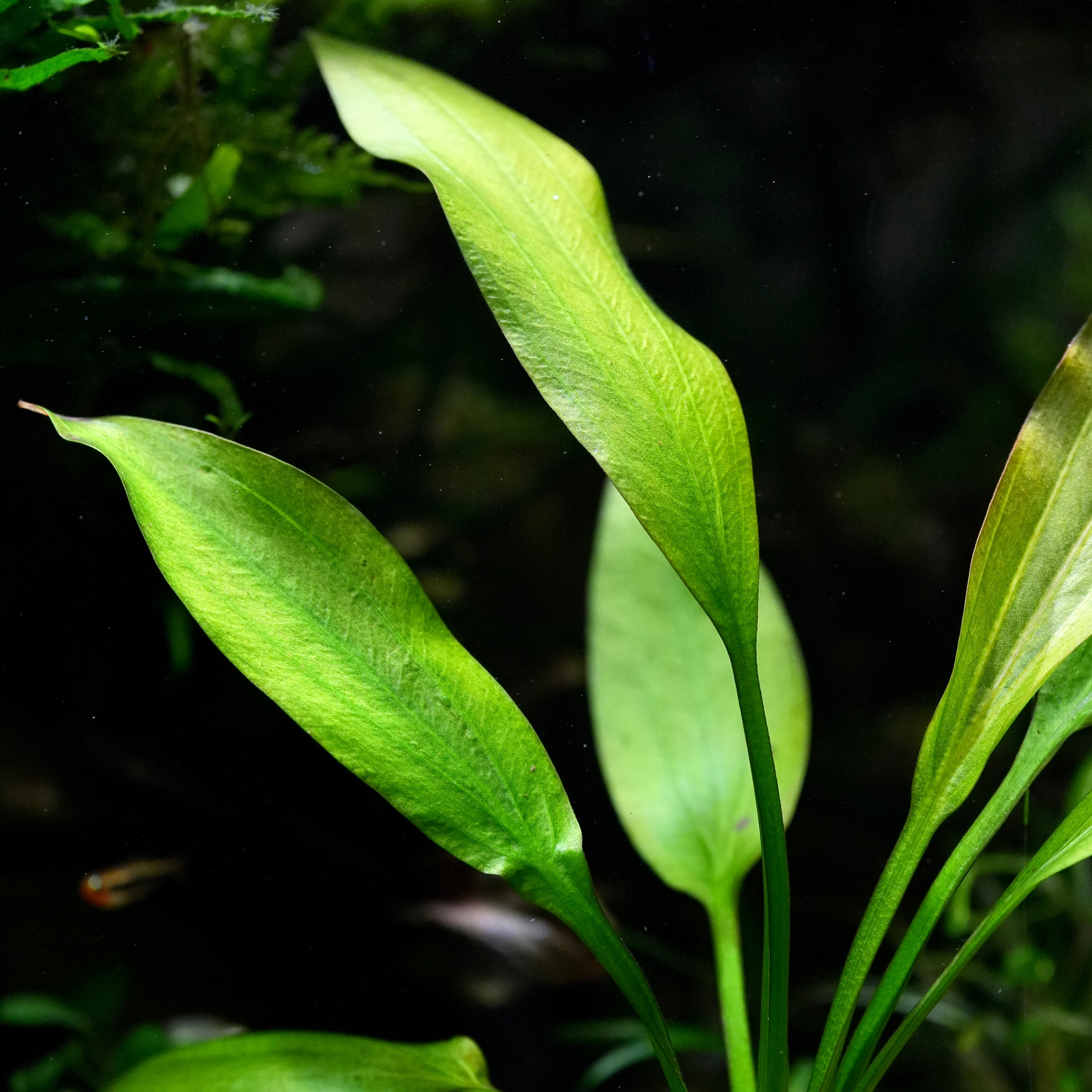 Close-up of green echinodorus grisebachii amazon sword aquatic plant leaves with a dark background