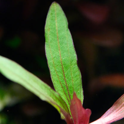 Macro shot of green leaf of echinodorus horemanii red amazon sword aquarium plant