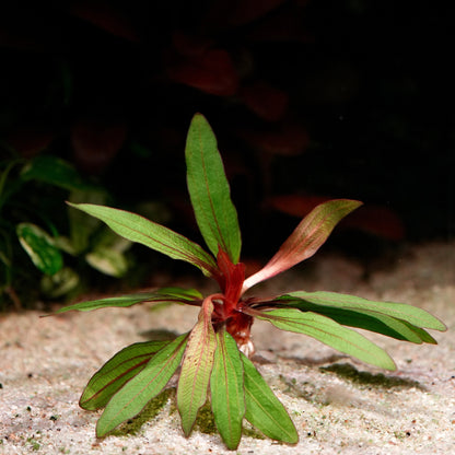 Small green and red echinodorus horemanii red amazon sword aquarium plant