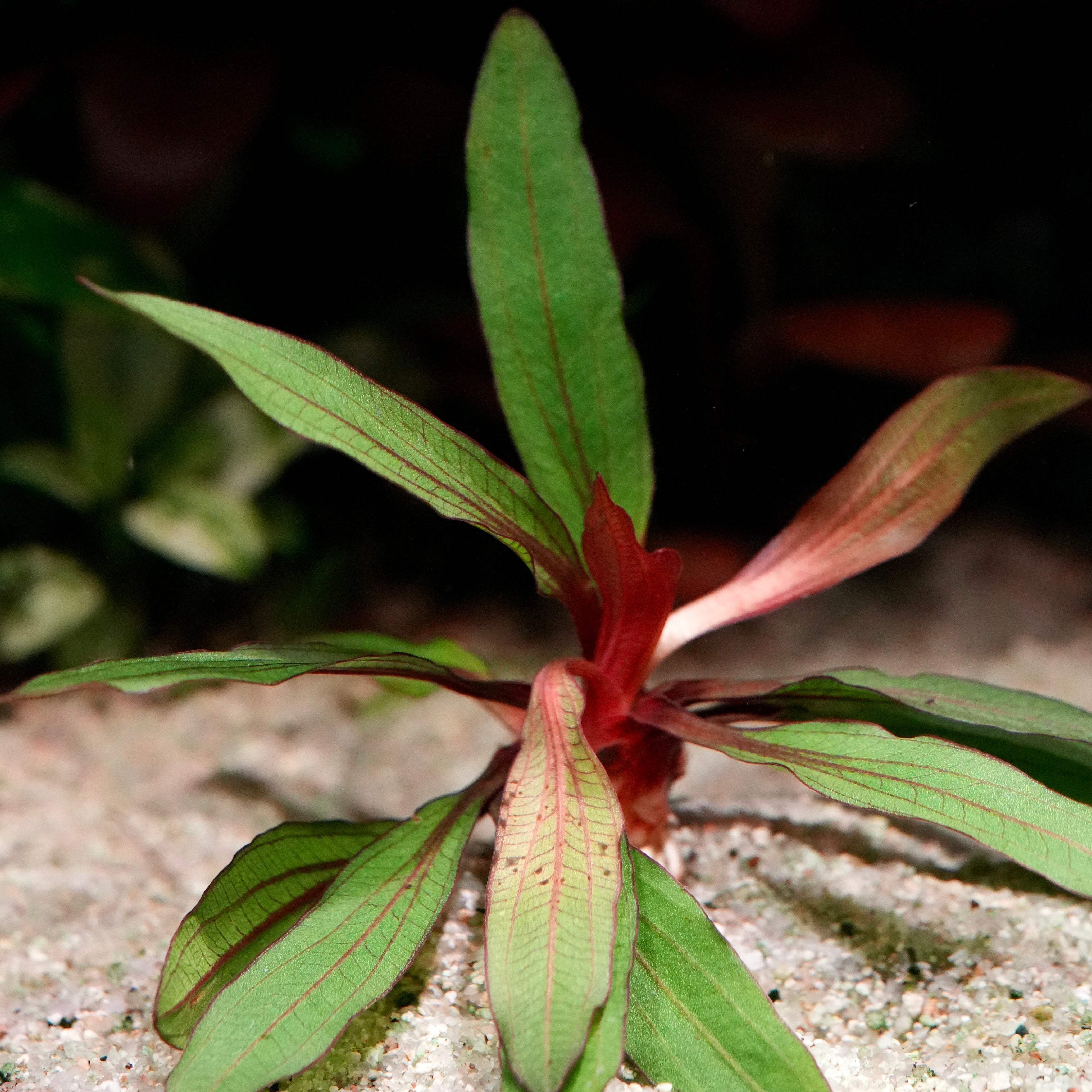 Zoom shot of echinodorus horemanii red amazon sword aquarium plant