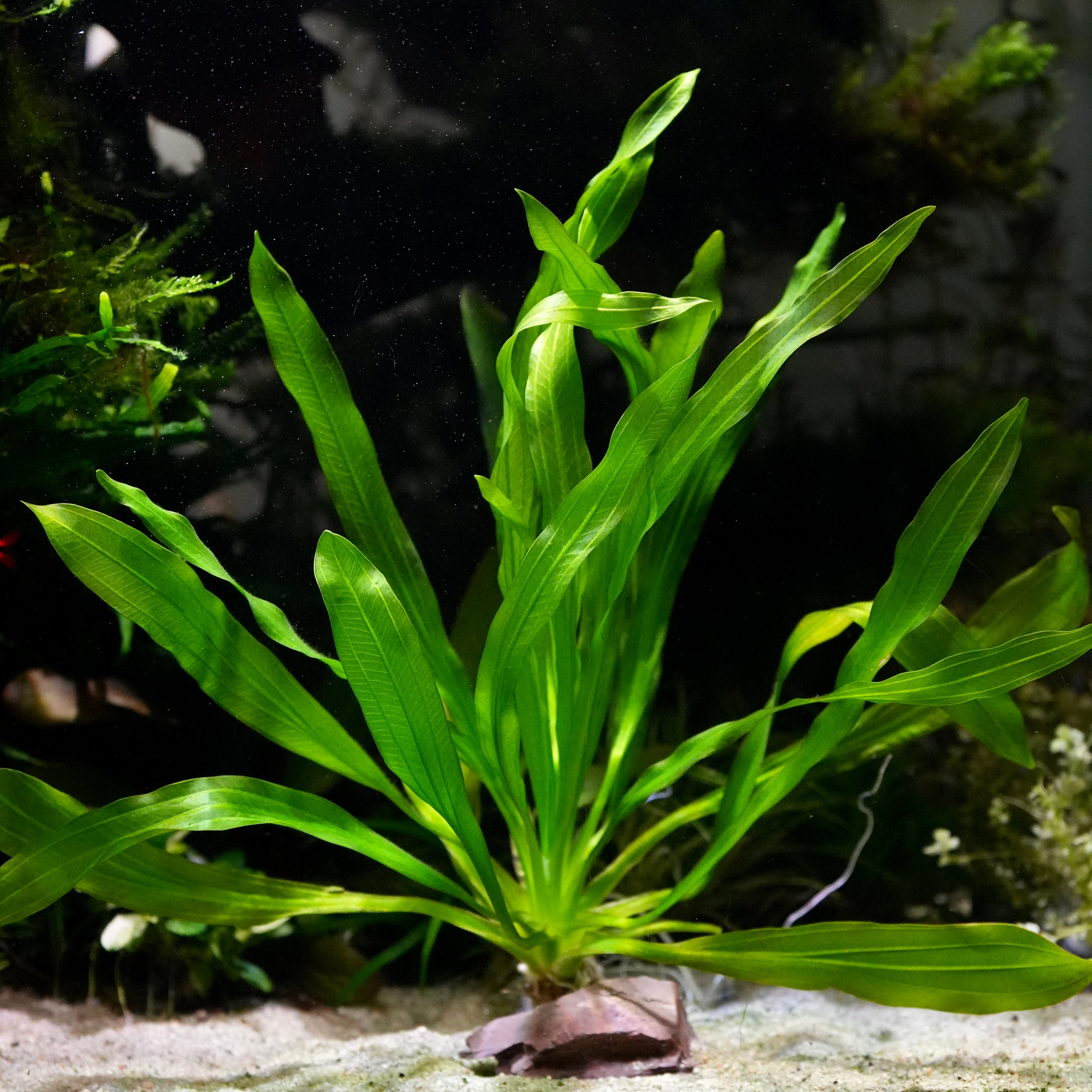 Echinodorus major martii amazon sword aquarium plant with green leaves in an aquarium setting
