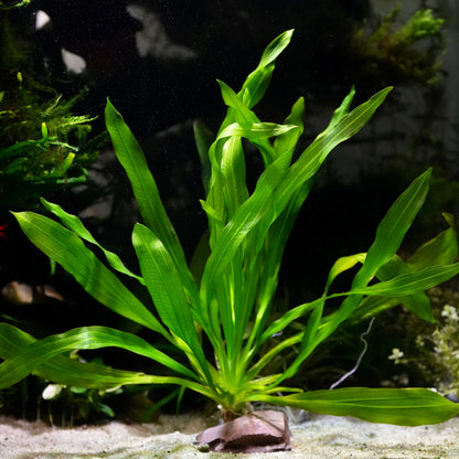 Echinodorus major martii amazon sword aquarium plant with green leaves in an aquarium setting