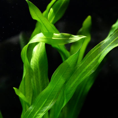 Macro shot of green echinodorus major martii amazon sword aquarium plant leaves