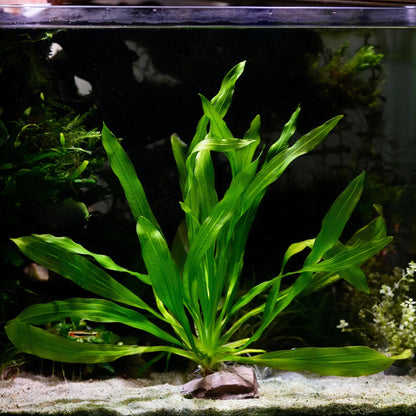 Green echinodorus major martii amazon sword aquarium plant in sand