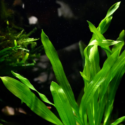 Zoom shot of echinodorus major martii amazon sword aquarium plant leaves