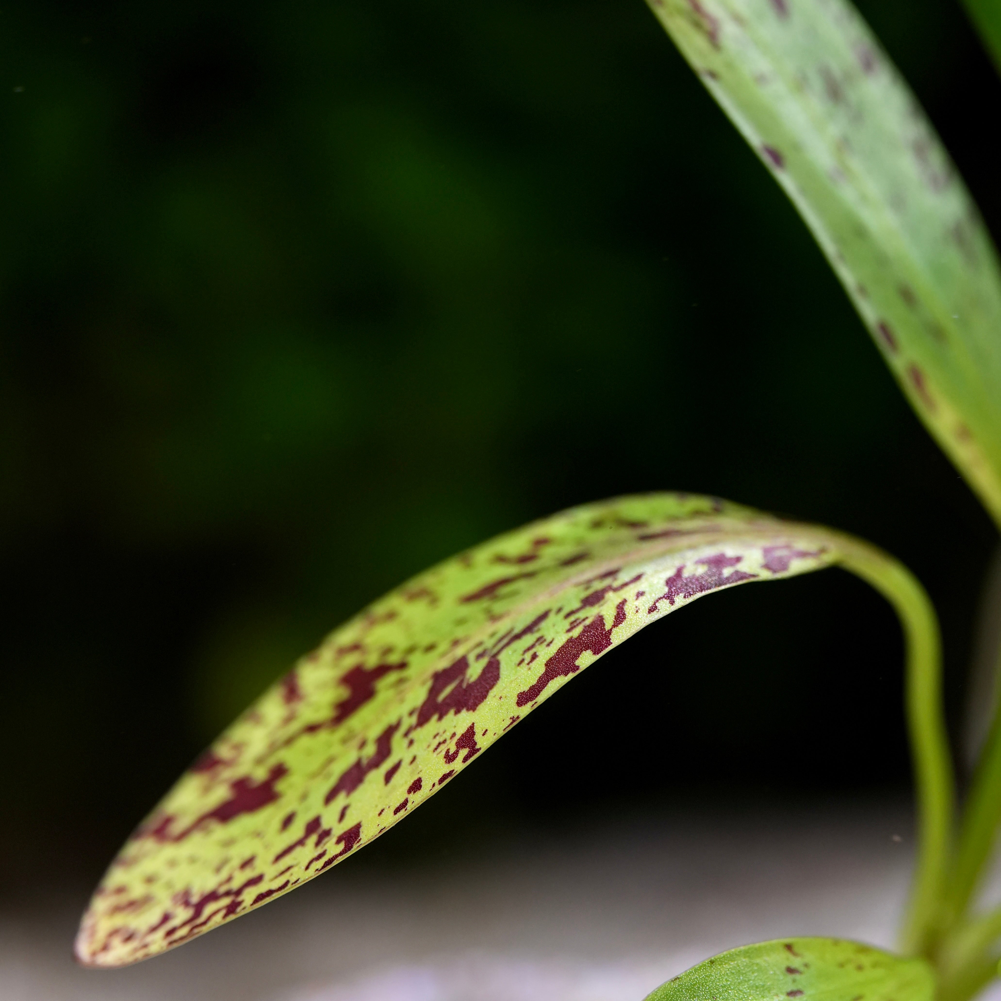 Close-up of a echinodorus ocelot green aquarium plant leaf with purple spots on a blurred background