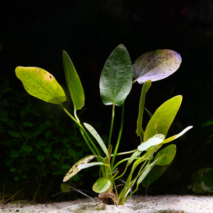Echinodorus ocelot green aquarium plant on sandy substrate