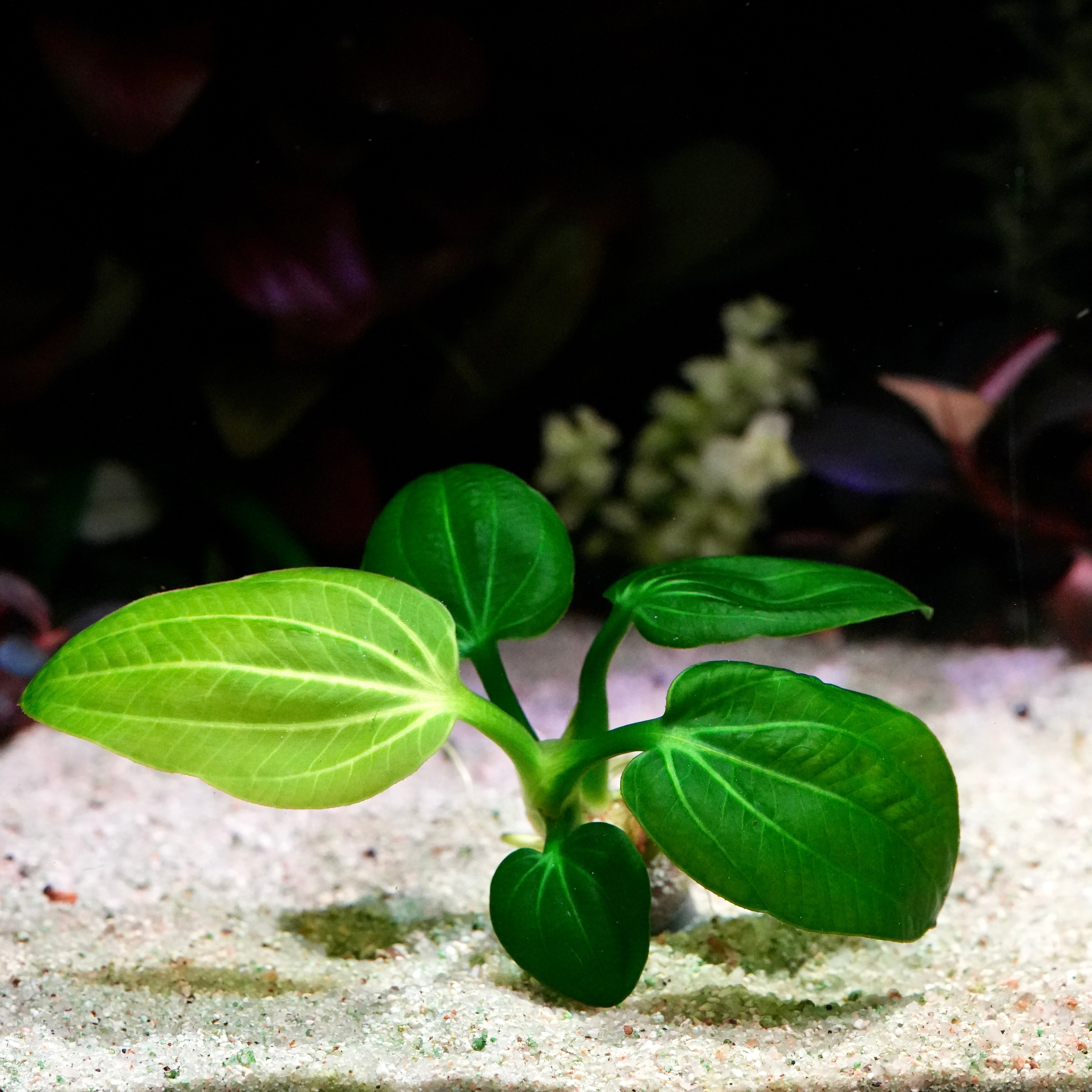 Small green echinodorus opacus iguazu 2009 amazon sword aquarium plant sprout on a sandy surface