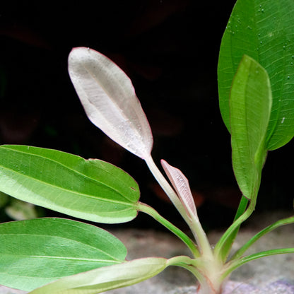 Left side of echinodorus oriental amazon sword aquarium plant