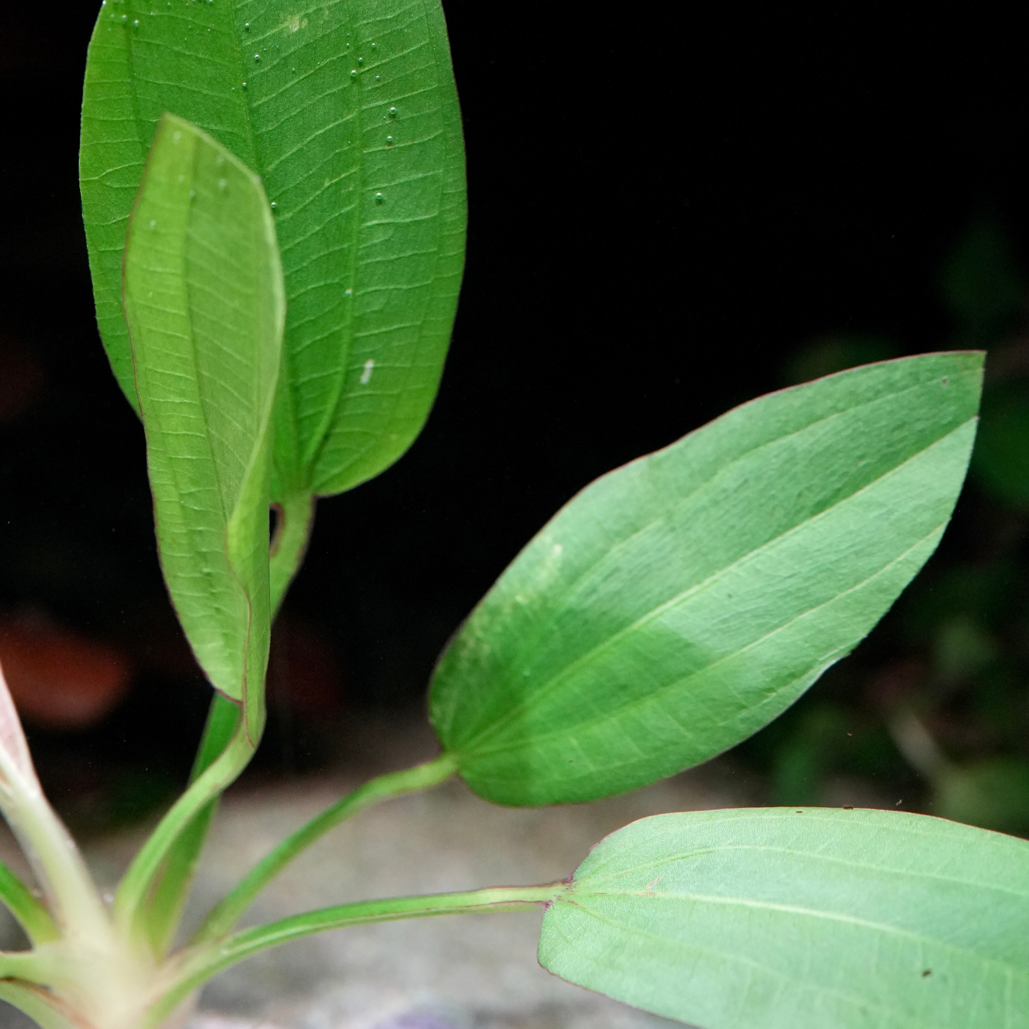 Right side of echinodorus oriental amazon sword aquarium plant