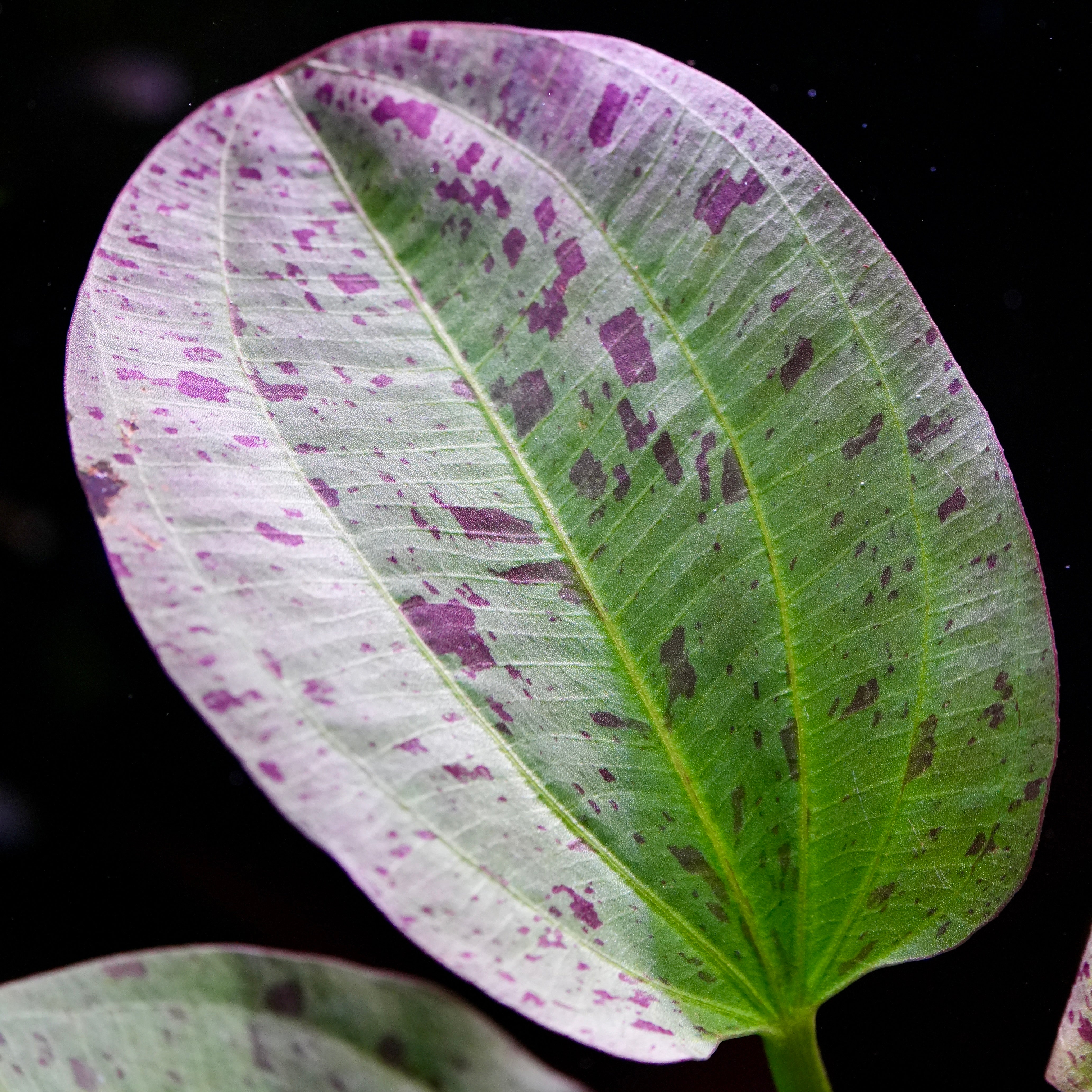 Macro shot of echinodorus paul kloecker amazon sword aquarium plant leaf