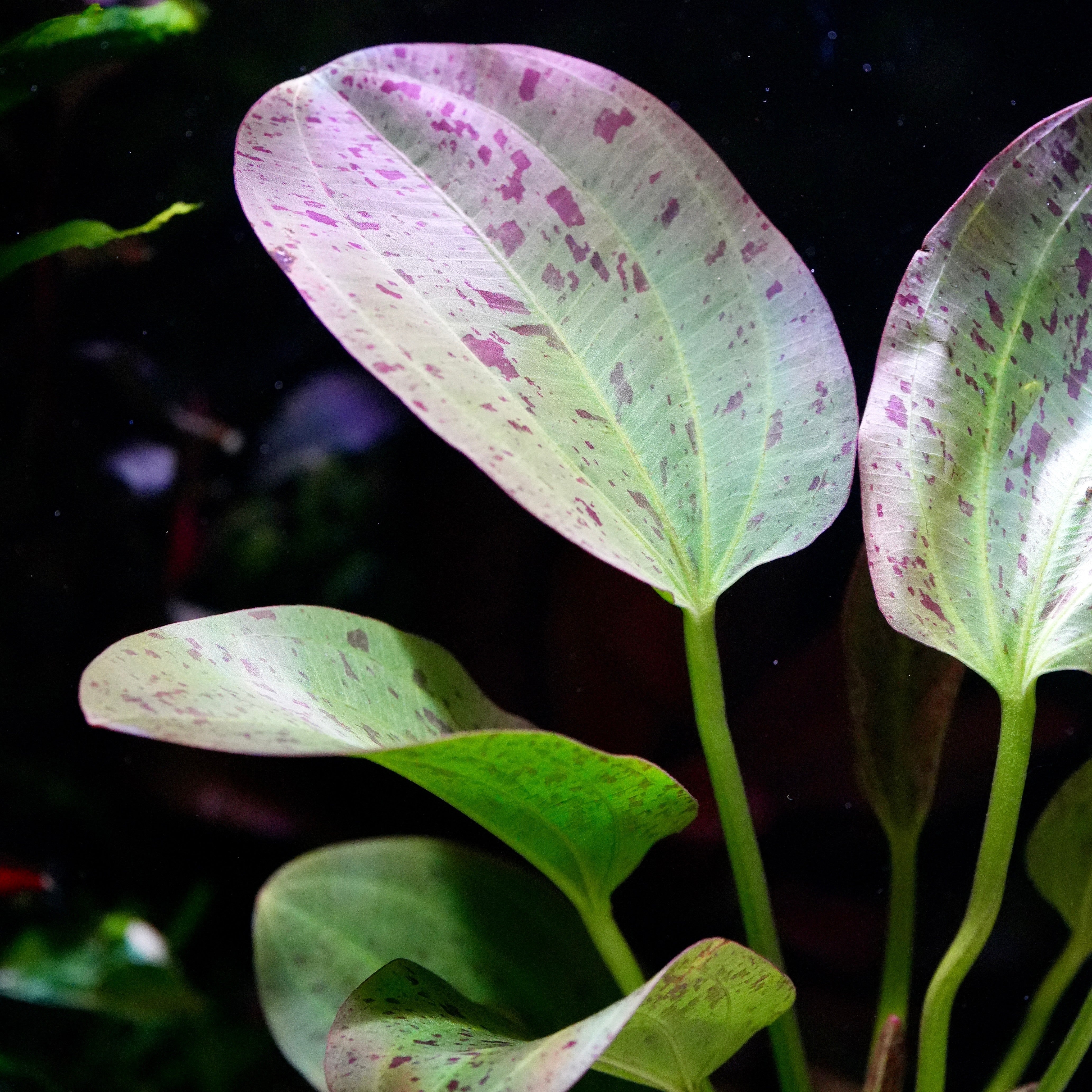 Close-up of echinodorus paul kloecker amazon sword aquarium plant large leaf