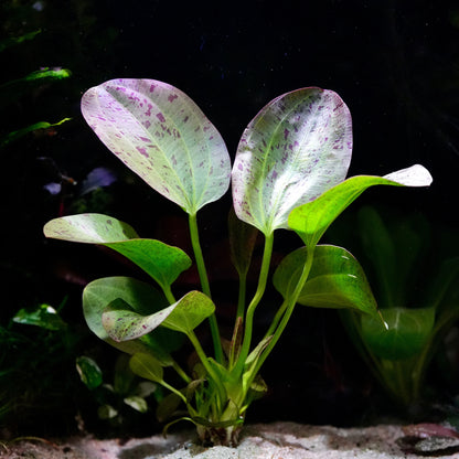 Large echinodorus paul kloecker amazon sword aquarium plant with green and purple leaves on a dark background