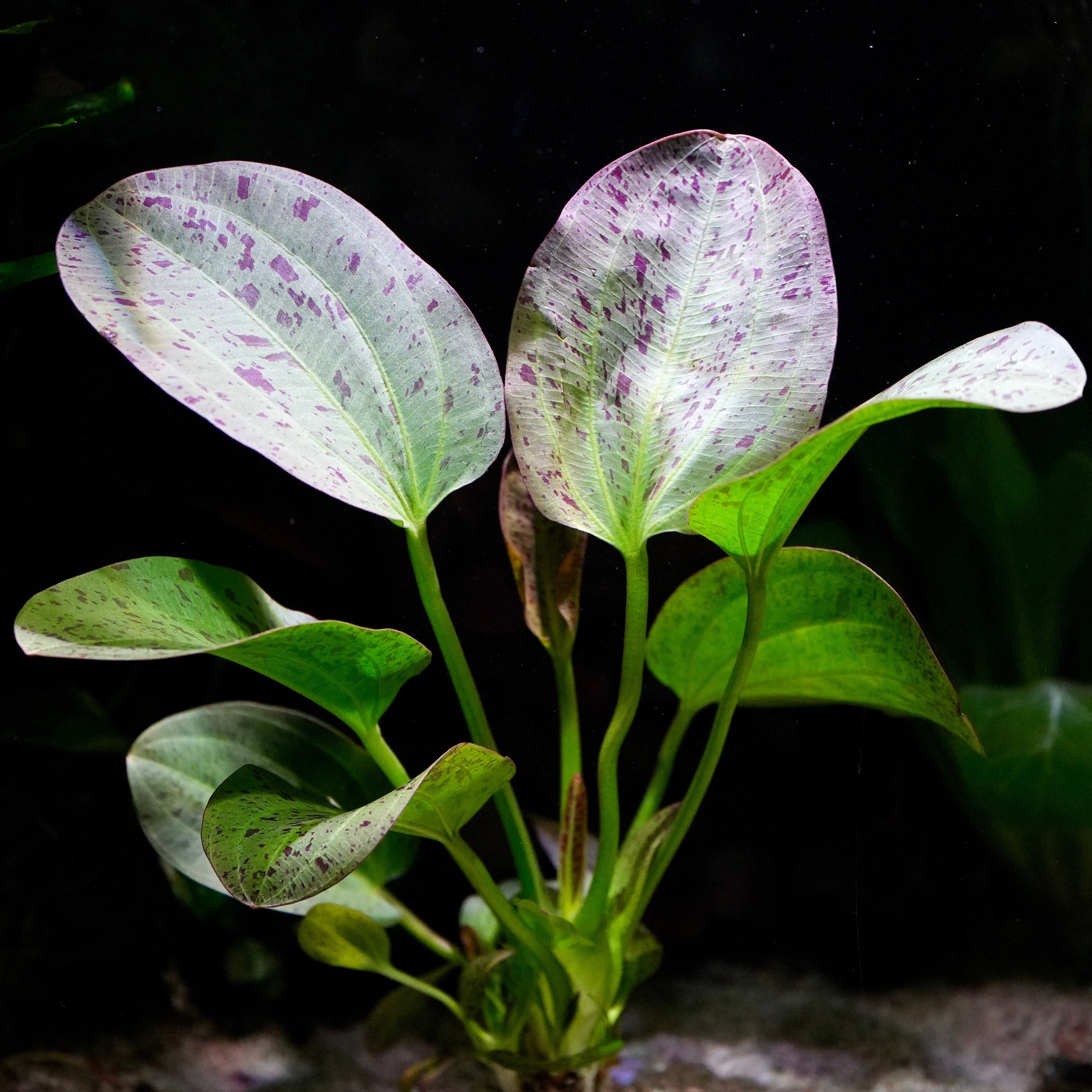 Close-up of an echinodorus paul kloecker amazon sword aquarium plant with green and purple leaves on a dark background