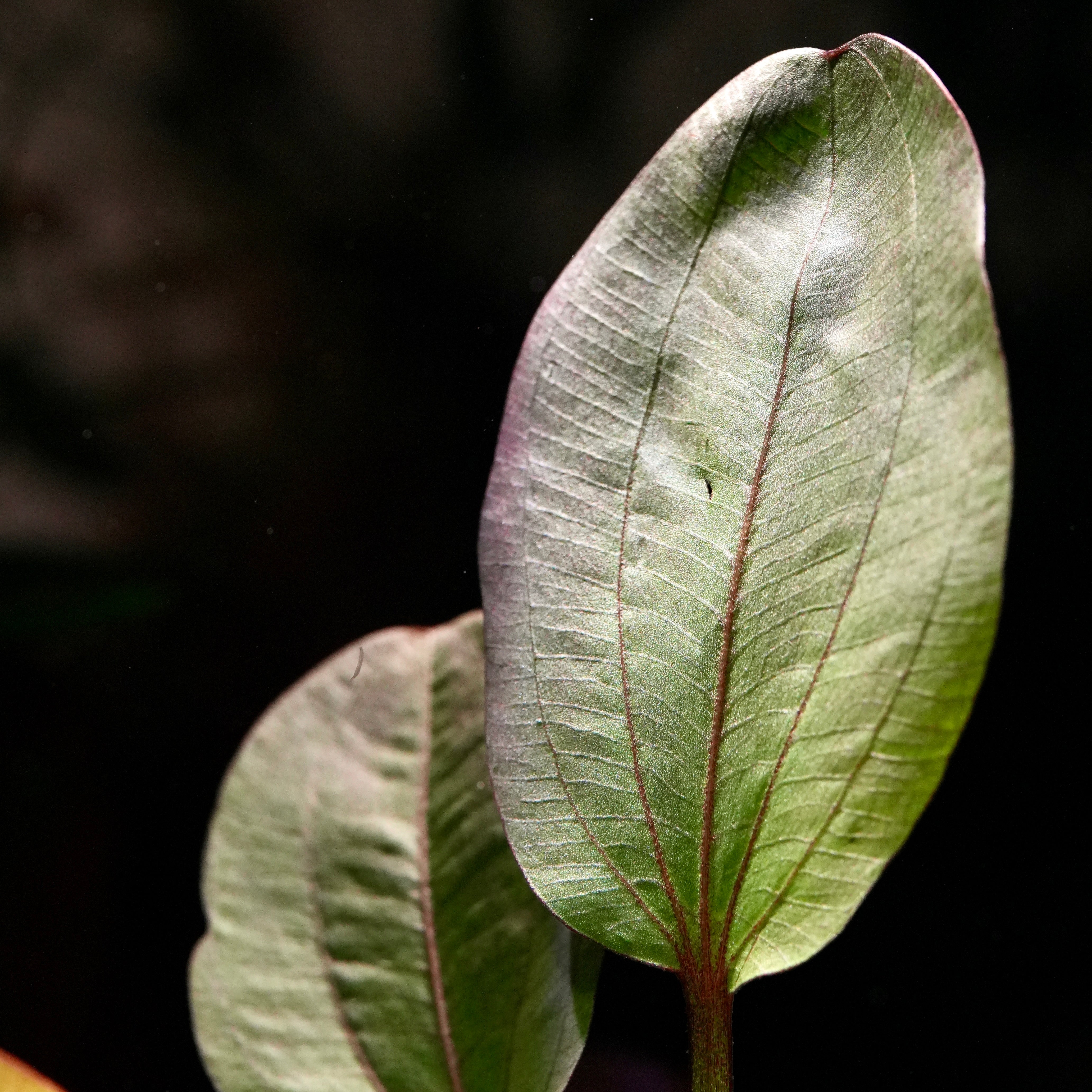 Macro shot of echinodorus reni amazon sword aquarium plant leaf