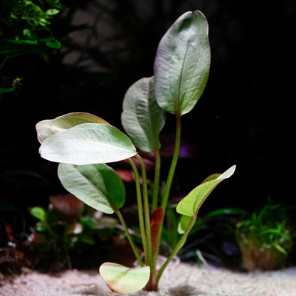 Close up of echinodorus reni amazon sword aquarium plant 