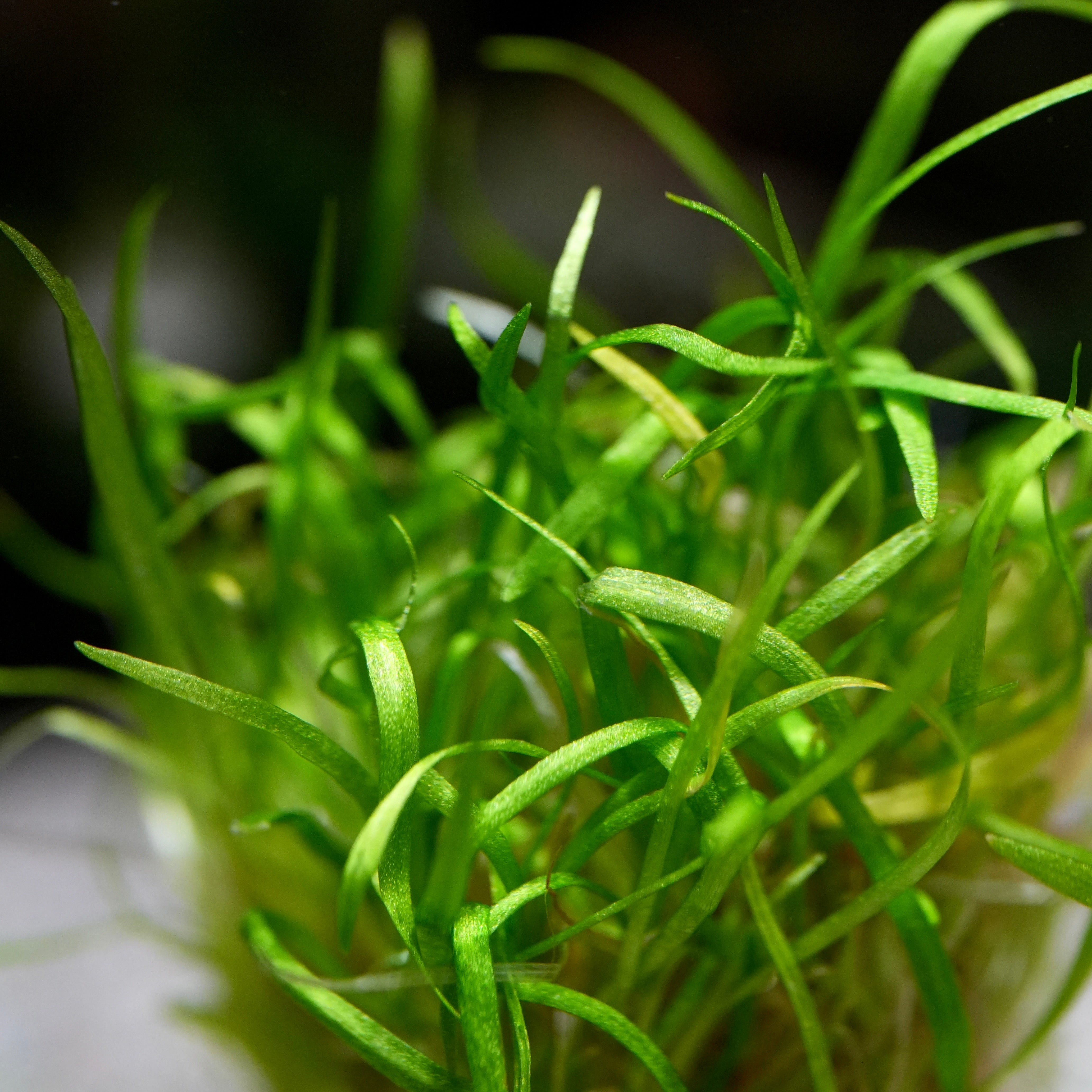 Macro shot of green leaf blades of echinodorus tenellus amazon dwarf chain sword aquarium plant