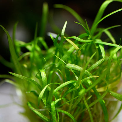Macro shot of green leaf blades of echinodorus tenellus amazon dwarf chain sword aquarium plant