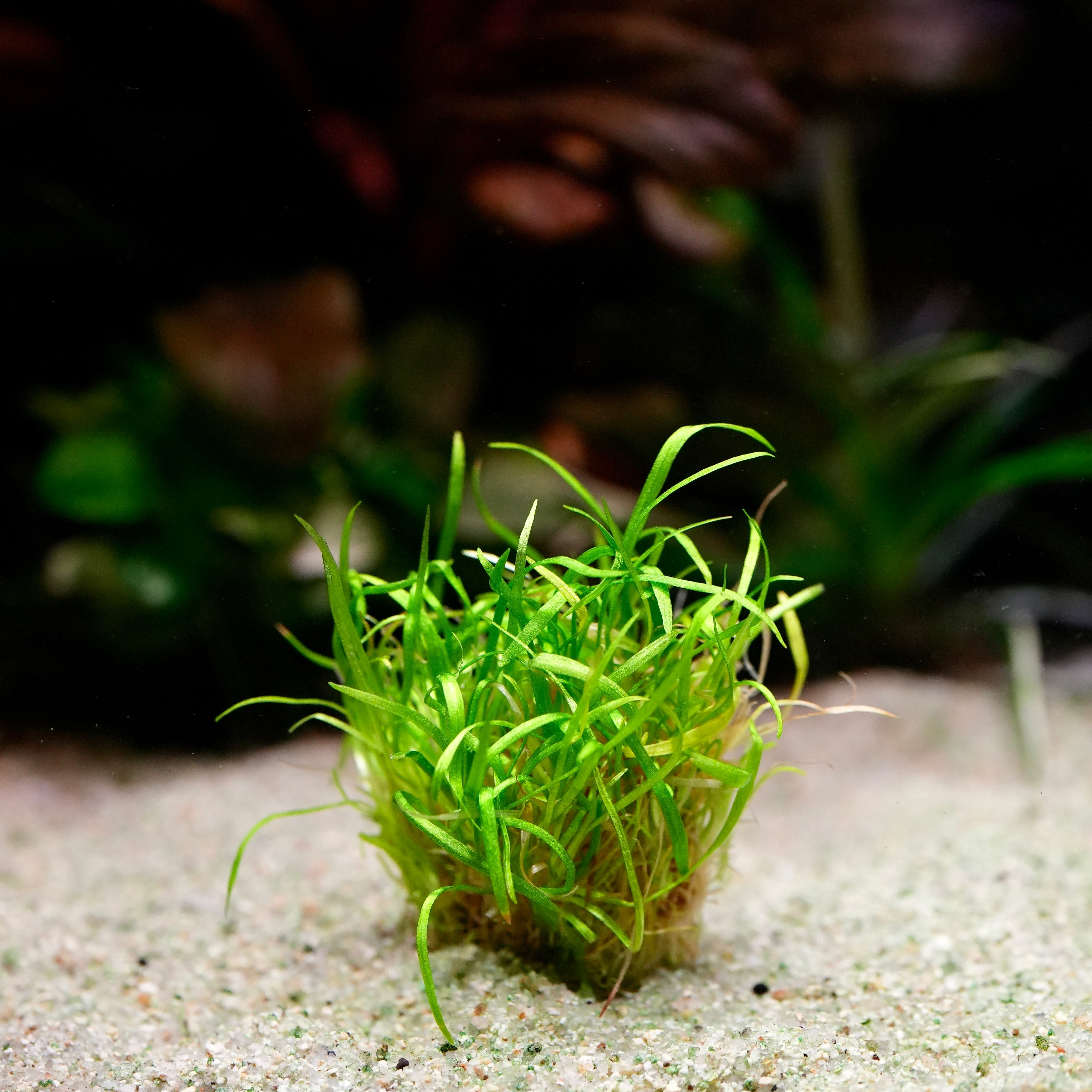 Green echinodorus tenellus amazon dwarf chain sword aquarium plant on a sandy substrate with blurred natural background