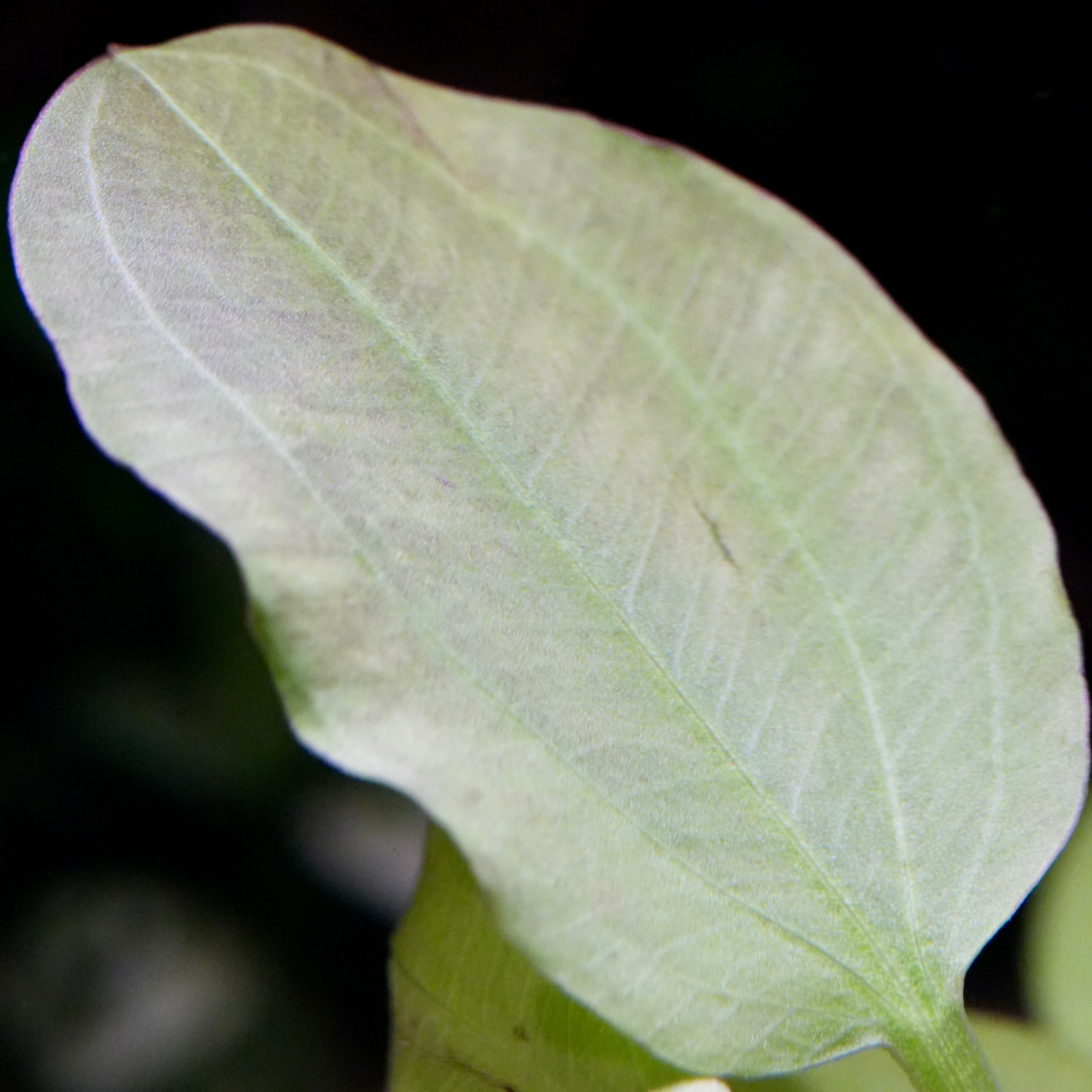 Macro shot of echinodorus yellow sun amazon sword aquarium plant leaf