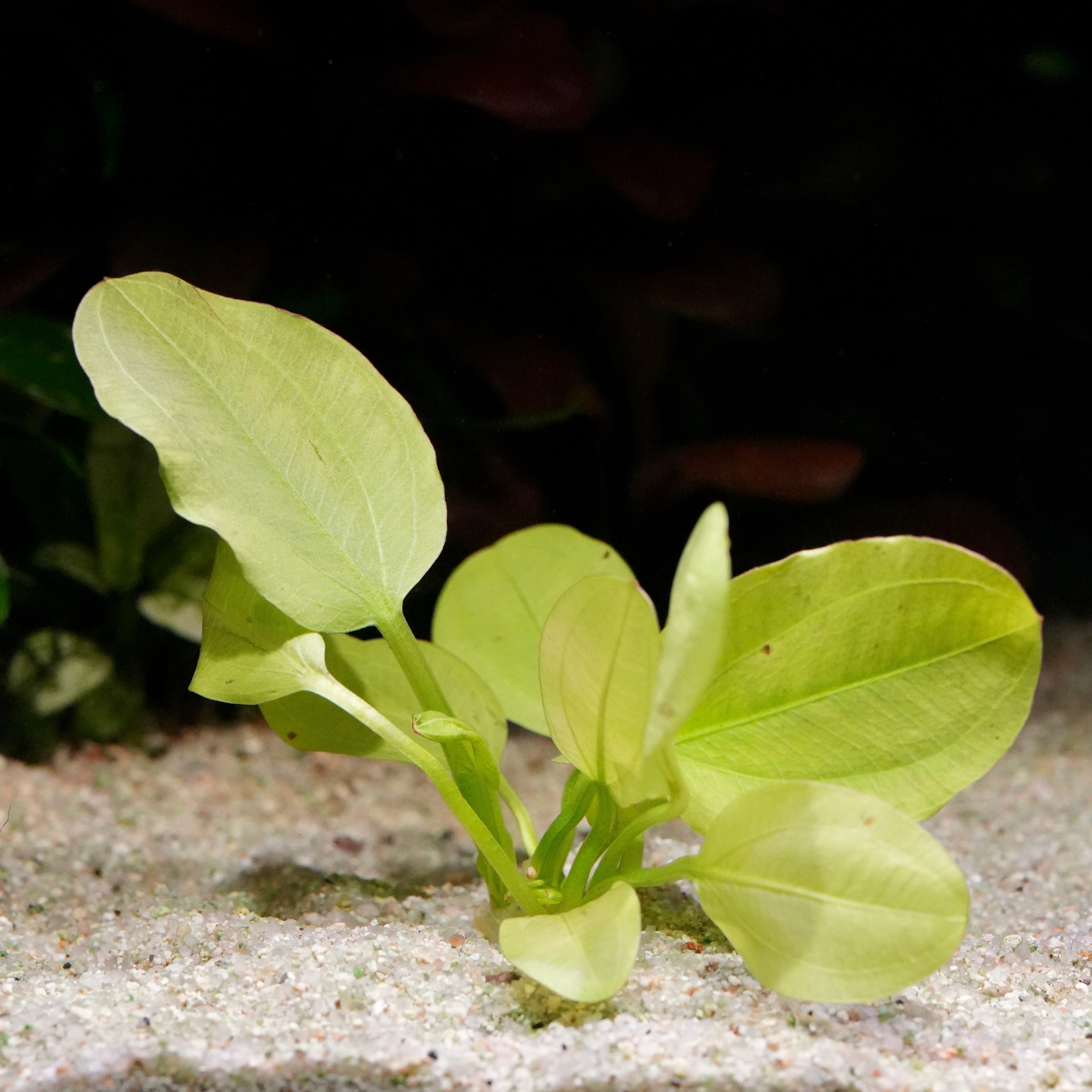 Yellow echinodorus yellow sun aquarium plant in sandy substrate