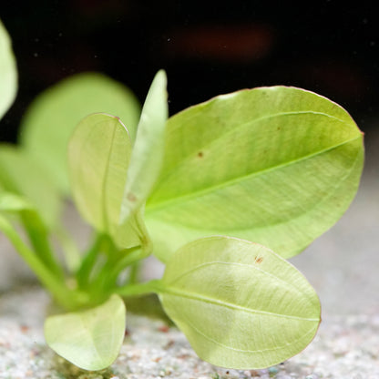Leaves of echinodorus yellow sun amazon sword aquarium plant