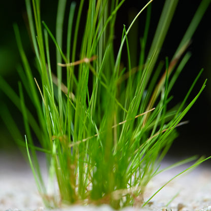 Close-up of green hair grass eleocharis parvula aquatic plant with a dark background